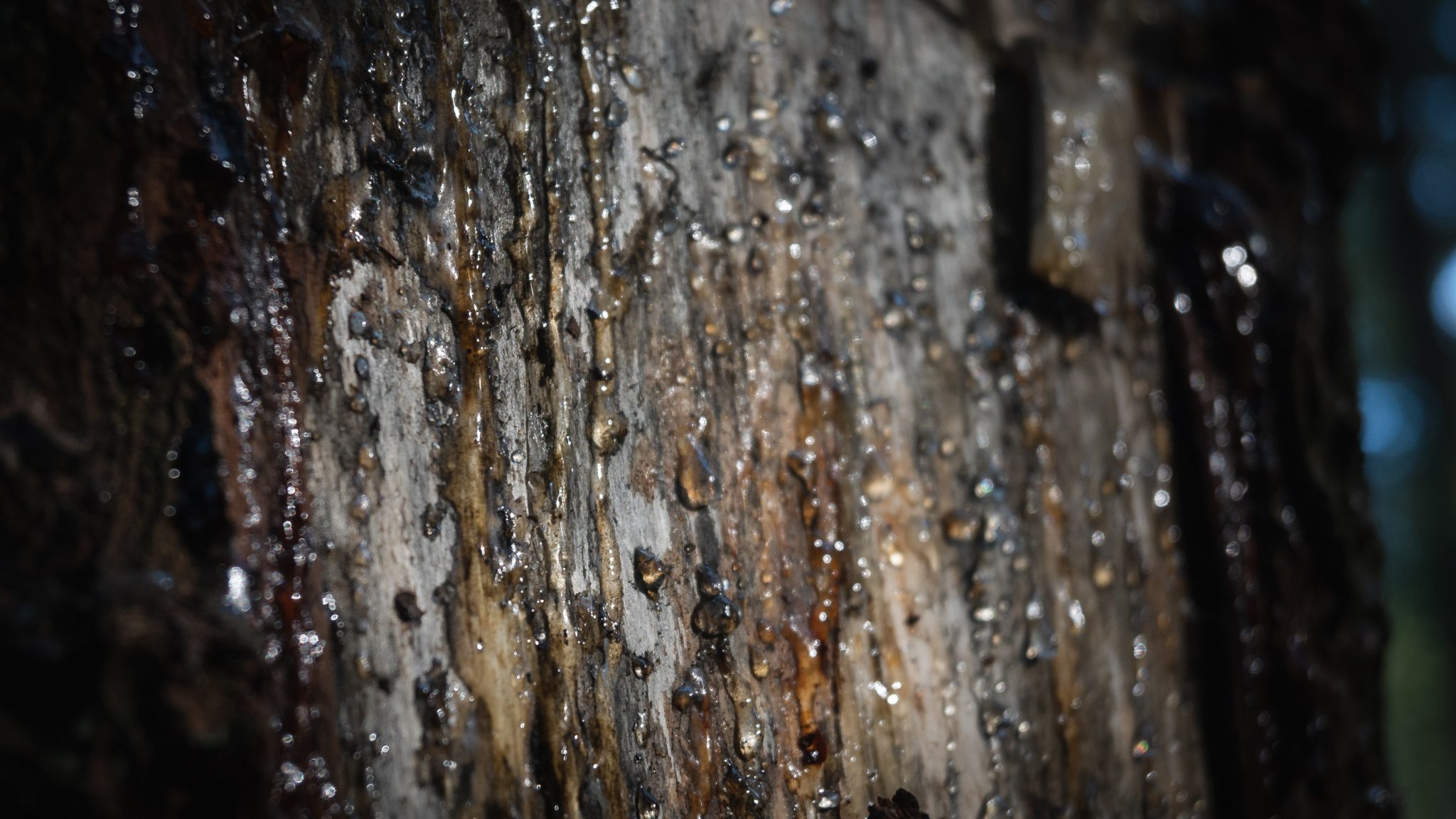 How to remove tree sap Halfords