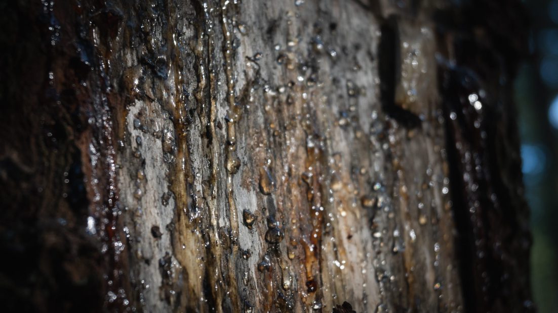 How to remove tree sap Halfords