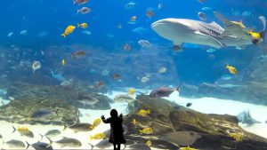 A child watching the fish and sharks during a family day out to the aquarium