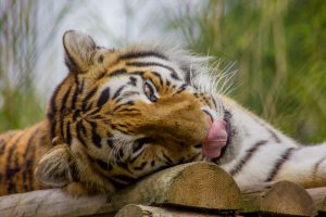 A tiger licking his lips showing the animals available to see at Howletts