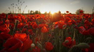 A field full of poppies, symbolic for remembrance