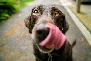 Brown dog licking his nose