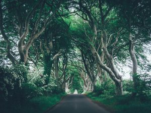 The Dark Hedges
